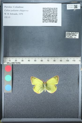 Media type: image;   Entomology 153607